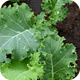 Lutein